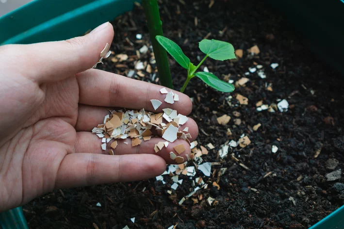 como colocar adubo para orquídea no vaso