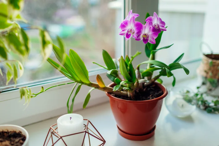 adubo para orquidea no vaso