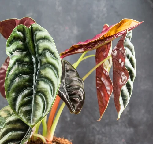 flores de alocasia cuprea