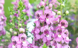 flores de angelonia