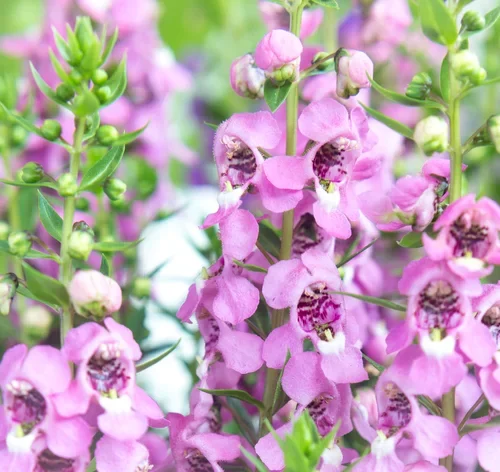 flores de angelonia