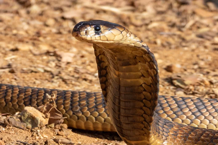 cobra Naja no deserto