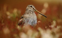 passaro narceja em seu habitat