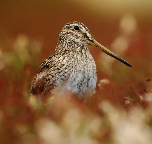 passaro narceja em seu habitat
