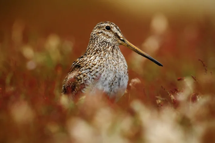 passaro narceja em seu habitat