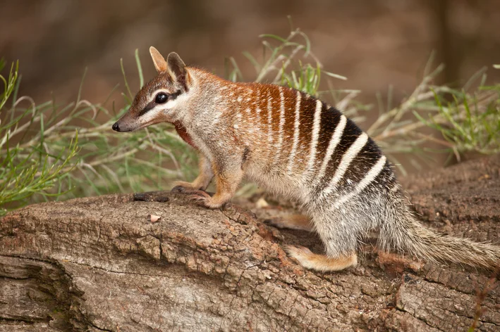 numbat na natureza