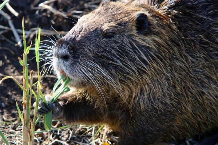 Nutria comendo vegetais