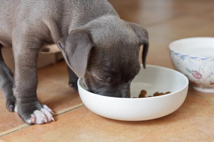 cachorro filhote comendo