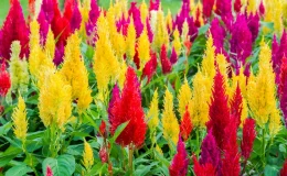 jardim de celosia