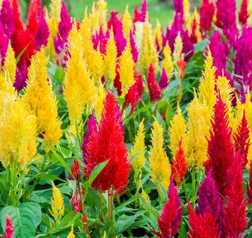 jardim de celosia