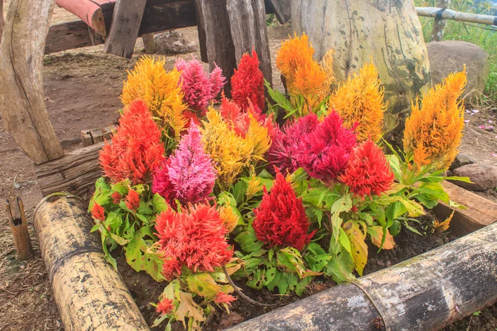 flores de celosia no jardim