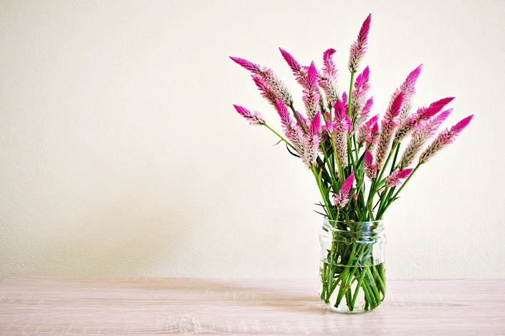 vaso com celosia rosa