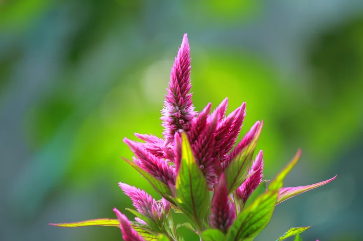 flor de lilas