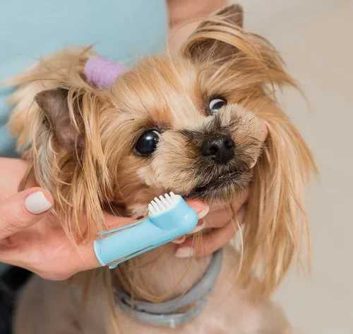 Descubra como escovar os dentes do cachorro corretamente 1