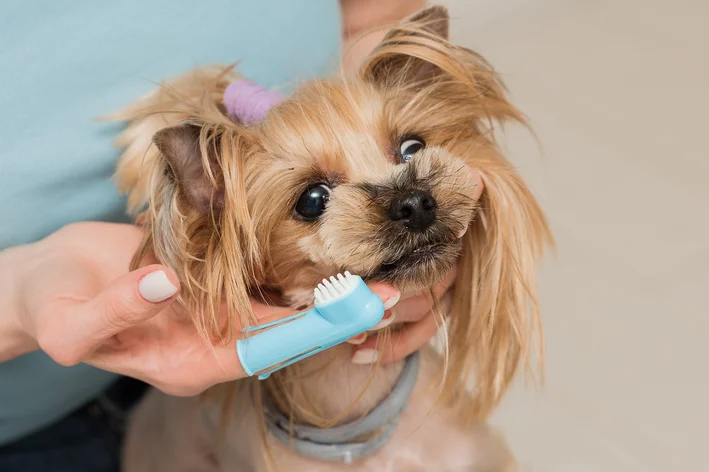 como escovar os dentes do cachorro