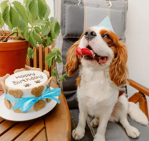 receitas de bolo para cachorro capa