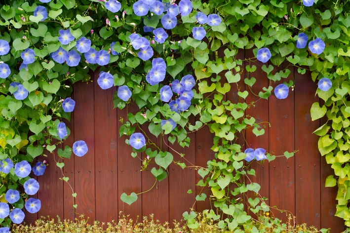 parede de jardim com trepadeiras