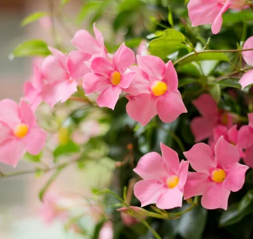 dipladenia rosa