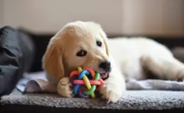 filhote de cachorro brincando no sofá