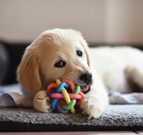 filhote de cachorro brincando no sofá