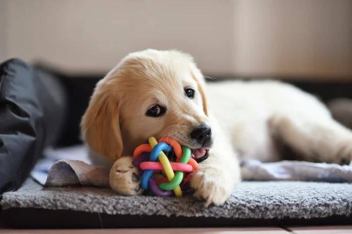 filhote de cachorro brincando no sofá