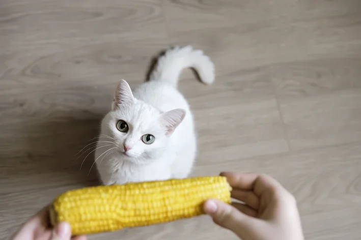 Tutor dando milho para gato