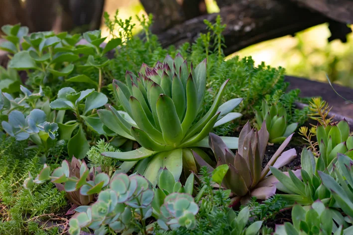 jardim cm plantas suculentas