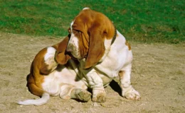 Basset Hound com malassezia canina