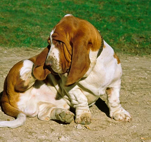 Basset Hound com malassezia canina
