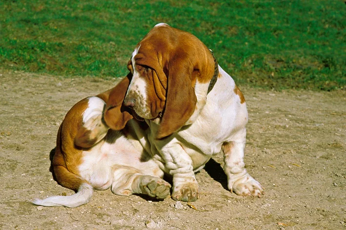 Basset Hound com malassezia canina