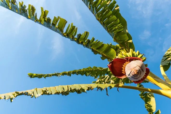 mangará na bananeira pancs