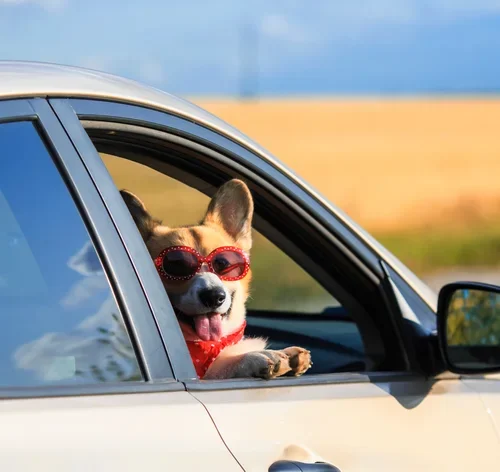 sugestões de nomes de cachorro de rico
