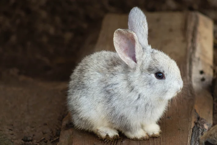 nomes masculinos para coelhos