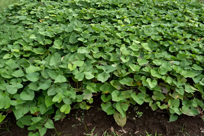 jardim com folhas de batata doce