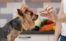 Cachorro da raça Yorkshire tomando uma cápsula de ômega 3