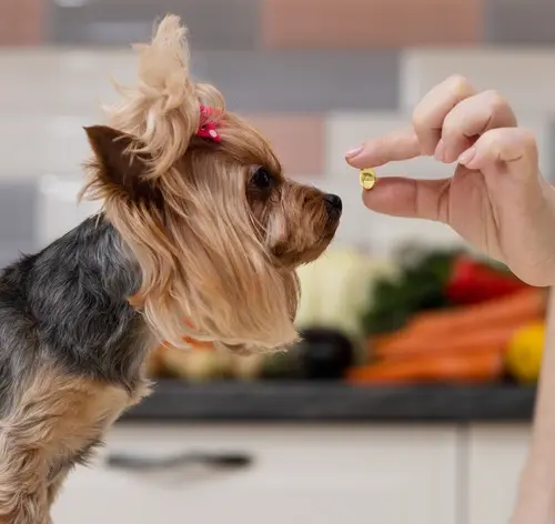 Cachorro da raça Yorkshire tomando uma cápsula de ômega 3