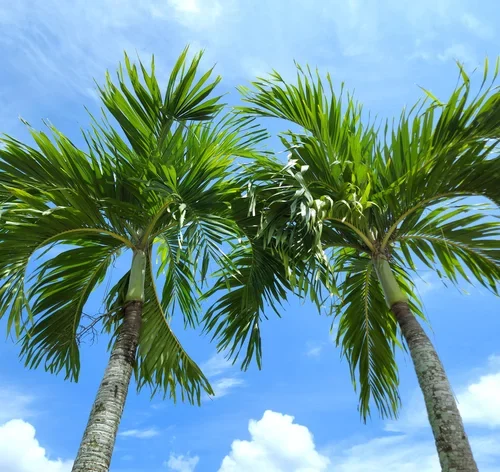 folhas de Palmeira Veitchia