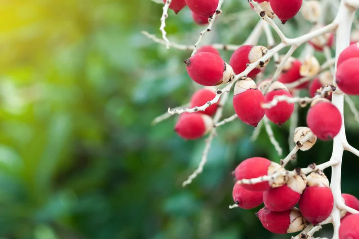 frutos de palmeira veitchia