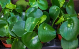 peperomia-raindrop folhas