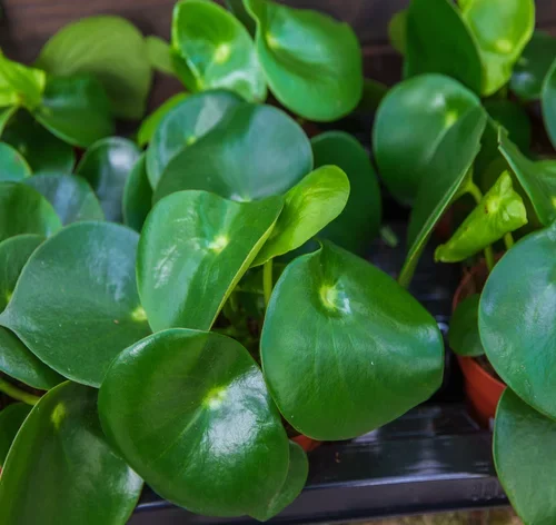 peperomia-raindrop folhas