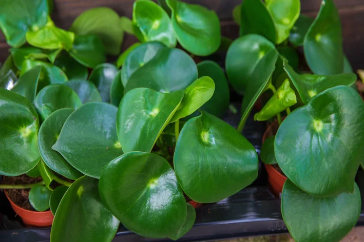 peperomia-raindrop folhas