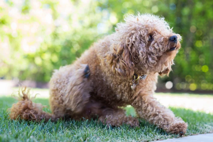 A coceira é o principal sintoma de malassezia cachorro