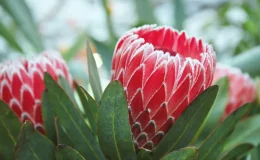 flores rosas de protea