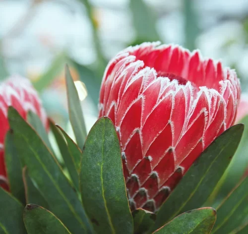 flores rosas de protea