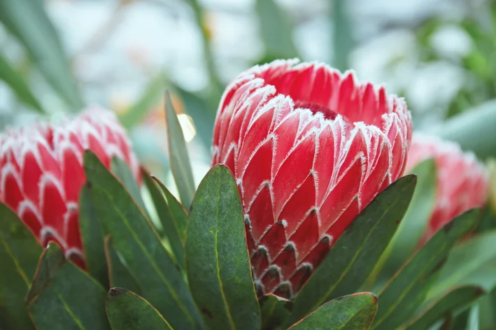 flores rosas de protea