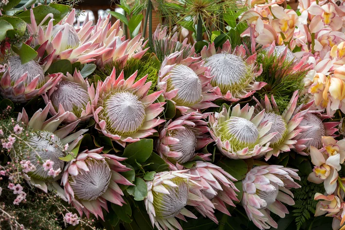 flores rosas de Protea no campo