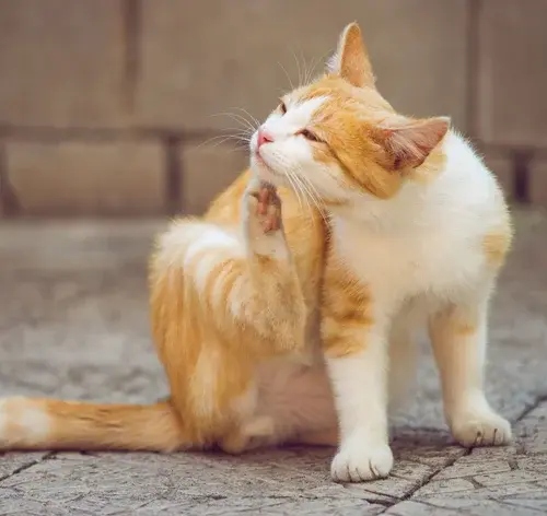 gato com sarna se coçando
