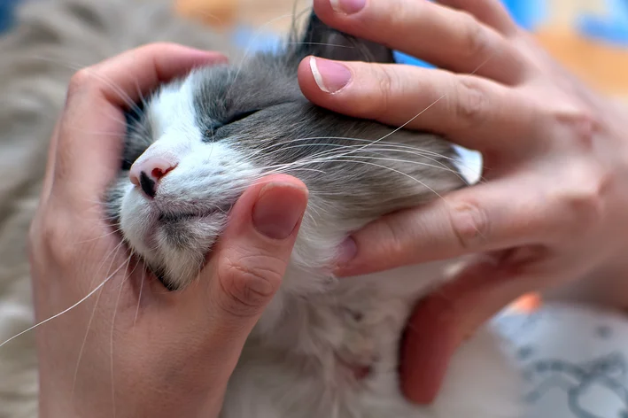 gato com sarna no pescoço