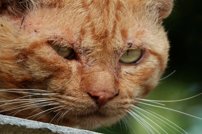 Gato de pelagem laranja com expressão séria e pequenos machucados na região da face.