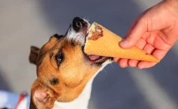 pessoa oferecendo sorvete para cachorro